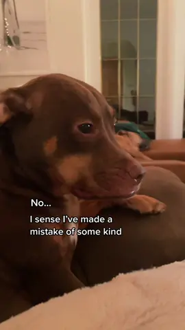 Ouch #MacysGiftTok #dog #dogsofttiktok