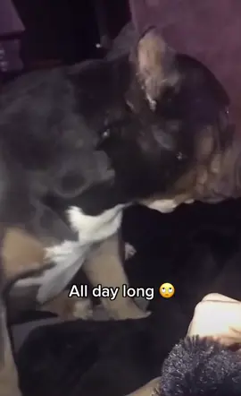 Het houd niet op, niet vanzelf. #fy #fyp #foryoupage #dogsofttiktok #dog #fypシ