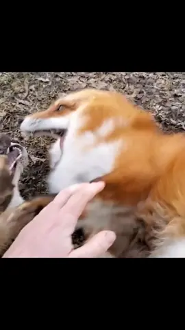 Look how happy that fox is laughing! #Bestfriend #Animalfunny #cute #animals #funny