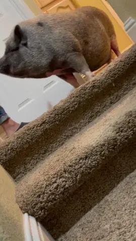 #onthelighterside #wifeispissed #pigupstairs