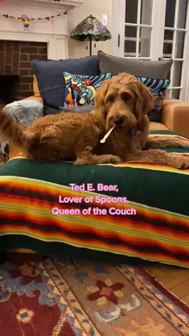 a spoon dood #foryou #foryoupage #MacysGiftTok #DealGuesser #SpotifyWrapped #AmazonMusicJingleBellTok #dogs #dogsofttiktok #puppy #labradoodle