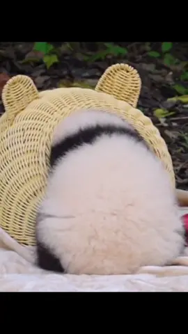 Panda baby#panda #pandababy #cute