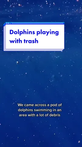 🙏🏼💙🥺 hard to see #dolphins play with #trash 🗑