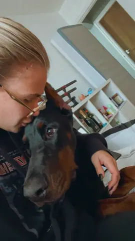 Unbothered Chico #fyp #foryou #dogsitter #doberman #barkatyourdogchallenge