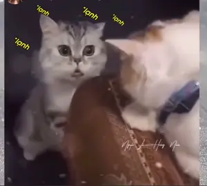 Lạnh quá đi mất thôi 🥶