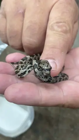 This is our new snake not sure what we will name them but they are cute little girls #real #rare #snake