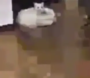 ay yo 🤨 #cat #meme #lowqualityvideo #hehe #funny