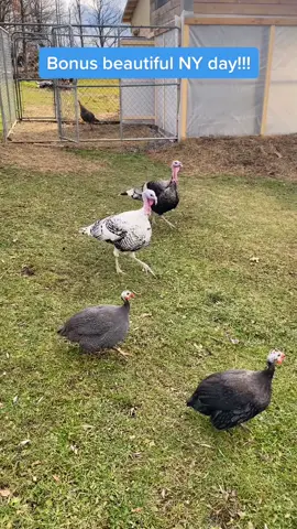 #turkeytiktok #turkey #guineahen #tomturkey