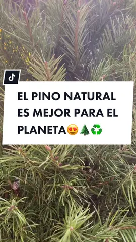¿Habías escuchado esto?🎄😱♻️ #navidadeco #EcoFriendly #viral #AprendeEnTikTok