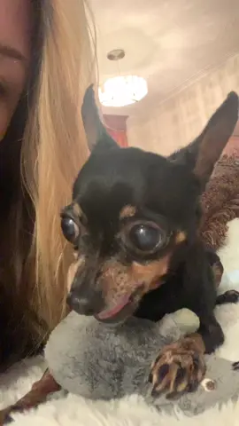 Lexa’s intro. She has an attitude problem. #pragueratter #microdog #angrylexa #dog #puppy #angrydog  #angrydoggie