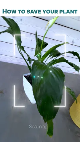 NatureID: Plant Identification 🌱 #natureid #plantidentification #plantidentifier #plantcare #homeplants