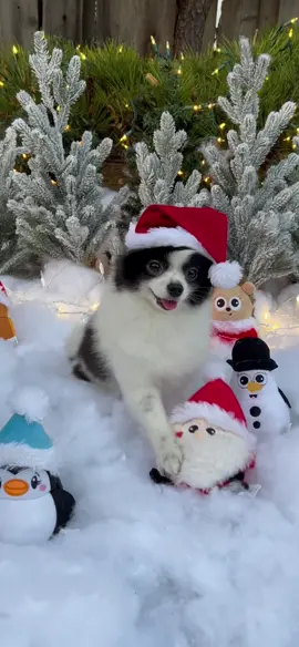 #ad DIY puppy white Christmas. Not sure who was bouncing around more, Huxley or his Doggie Pal toys @hyperpettoys #hyperpetpartner #dogsofttiktok #christmasvibes #DIY