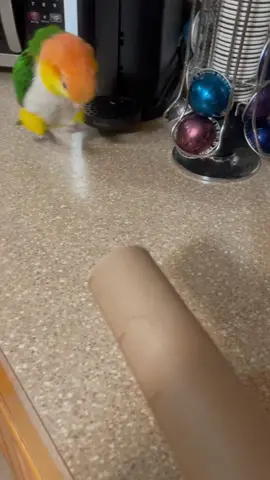 Angry stompy birb #iwoulddieforpico #foryoupage #birdsoftiktok #caiques