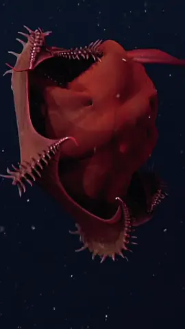 The Elusive Deep-sea Vampire Squid #deepsea #marinebiology #fishtok #ocean #marinebiotok