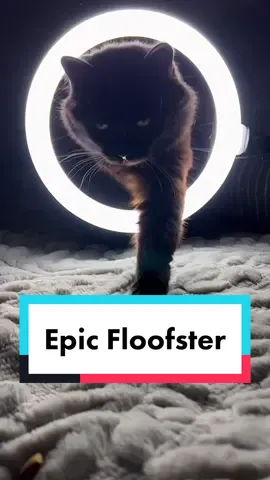 So much yes! #ringlightchallenge #ringlight #blackcat #catsoftiktok #floofster #mypetiscute #blackcatsaregoodluck #kittenlove❤️