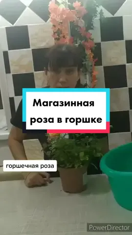 #роза #розы #розавгоршке #горшечная #садовыерозы #розакордана #кордана #садоводство #врек #дача #огород #сад #садогород #садовыецветы