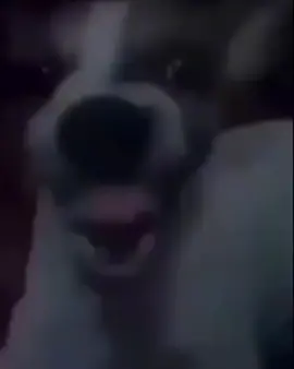 dog laughing #dog #laugh #meme