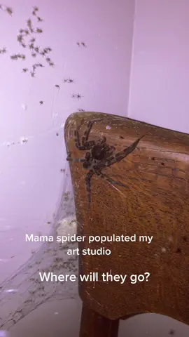 #spiders #insects #arachnophobia #arachnid #creepy #yikes #infestation #witch