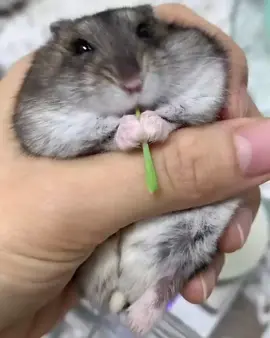 #хомяк #хомячок🐹 #хомякест #джунгарик #джунгарскийхомяк #милоевидео #животные #грызуныдомашние #хочуврек #хочуврекомендации #реки #рек