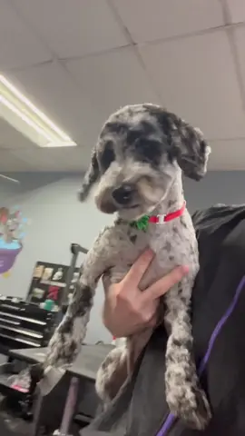 What do you think Sofi is? 🤔 #doggrooming #poodle #doodle #aussiedoodle #dogtips