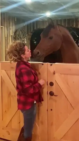 my love ❤️🐴 #horsesoftiktok