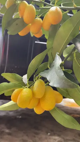 Quất Thái trái dài