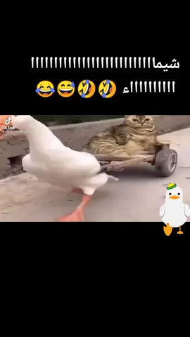 #شيماء- بطة