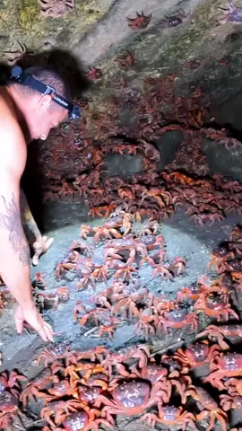 over 100 million crabs live on this tropical island and only here. once a year, they will migrate to the shoreline to spawn and I’m so ready for it