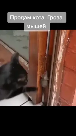 Заберёте? #юмор #приколы #смешноевидео