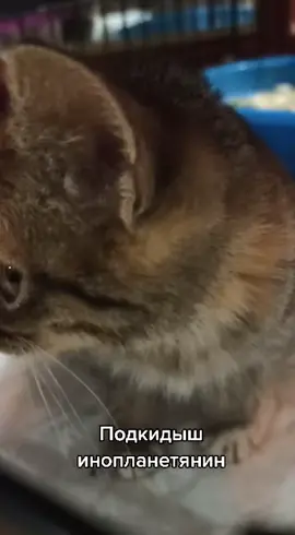 Котёнок подкидыш
