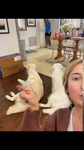 Reply to @emmadolll  breeding type to type does NOT make you a BYB. #dogtok #englishcream #goldenretriever #reputablebreeding #DoTheJuJu