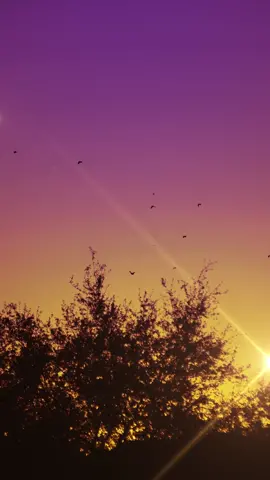 Sunset with birds #freevideos #background #freestockvideos #stockvideos #copyrightfree #backgroundvideo #sunset