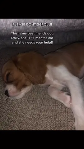 Thank you everyone! #gofundme #gofundmehelp #fyp #tiktok @tiktok #donations #help #poordog