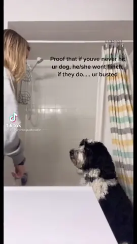 #stitch with @olliepopmaltipoo she’s like bish you thought I’d flinch #PawlidayPics #puppy