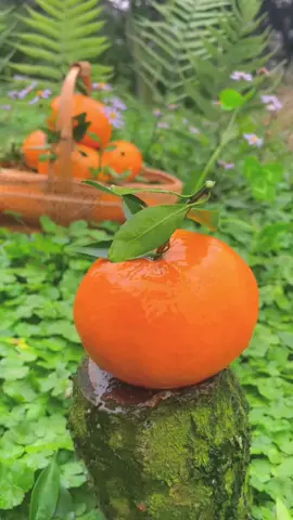 #organicagro#organicfruit #orange