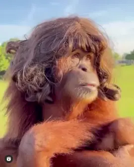 #woman #monkey #stunned #funny #laugh #like #followme #share #fyp #wig #lit #ape #OhNo #wtf #😂 #🐒 #😂 #😈