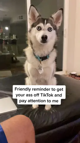 Just a friendly reminder to all my tiktokers 🐶