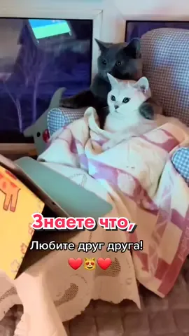 #котики #котклякса #питомец #милота