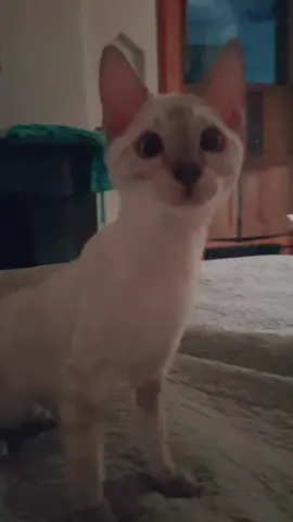 Remembering his ancient Egyptian life 🥰