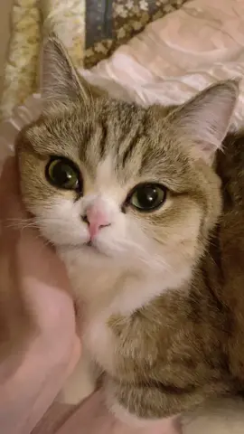 자기전 애교😭💕 before we sleep! #고양이 #먼치킨 #먼치킨숏레그 #아기고양이 #개냥이 #catlover #catsoftiktok #cat #cutestcat #fyp