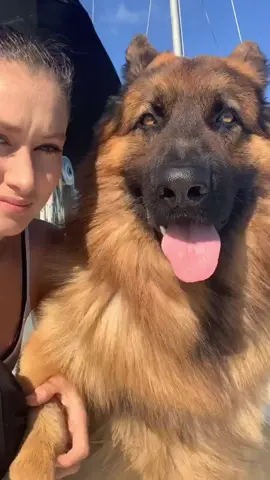 #germanshepherd #dog #fyp #viral #trending #puppy