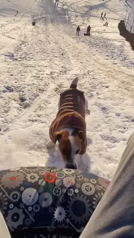 Раз в год можно и повторить😅 залетим?😉 #собака #зима #горки #ватрушка #dog #ram