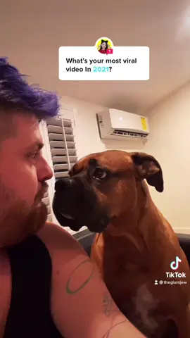 Answer @im_siowei almost 7.3 million views! #barkatyourdogchallenge #baratyourdog #bambamtheboxer  #thglamjew