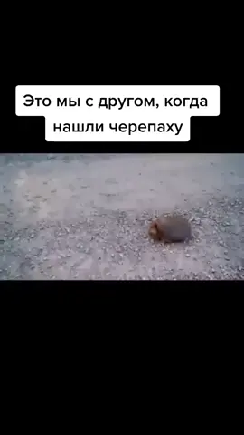 пхпхпхпх😂#черепаха #леонид #порфёмов #скример #омайвасиндеру #Стабилизируй #turtle #leonid #porfemme #skrimer #omaivamoshindeiru ,