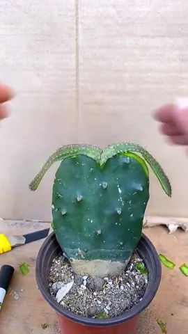 Do you grow cactus?#gardening #plants #plant