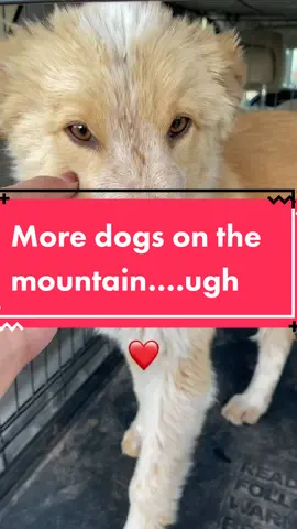 More pups dumped off on the mountain 🥺 #fyp #abandoned #puppiesoftiktok #dogsofttiktok #rescuetiktok #tiredofthis #SnowballFightAgainstHunger #rescue