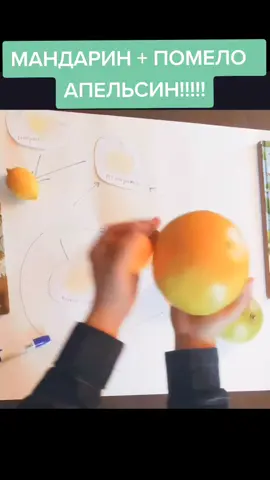 А Я ГИБРИД ПОМЕЛО И МИКРОСКОПА #испытателиприроды #биология #урокдня #микромир