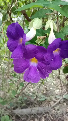 Hoa cát đằng đứng#NhacHayMoiNgay .