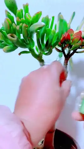 #gardening #plants #plant