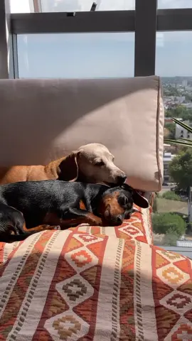 #dog #foryou #dachshund